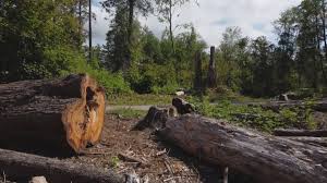 Best Tree Risk Assessment  in Fairfield Beach, OH